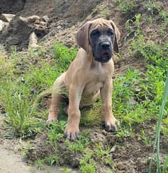 Great Dane Fawn Male From Russia 0