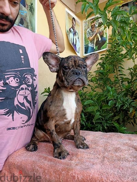 French bulldog احلي فرنش بولدوج 1