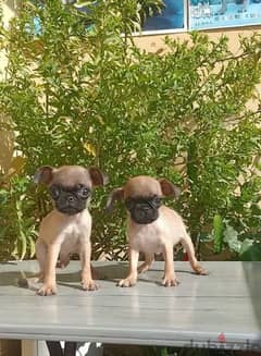 mini pug puppies احلي جراوي ميني بج