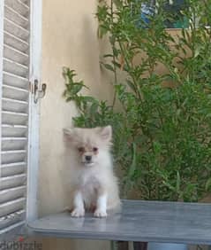 Pomeranian