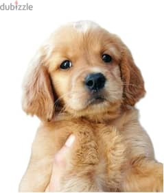 golden retriever puppies 0