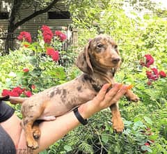 Dachshund Dog - Merle Color with Pedigree FCI