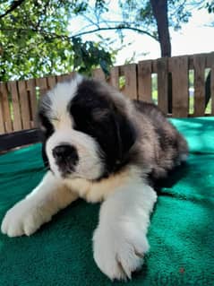 Saint Bernard Dog Puppy - from Europe Tri-Color