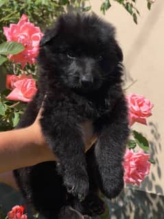 German Shepherd Dog - Royal Black - with Pedgiree FCI 0