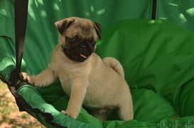 Pug Dog Puppy - 2 Months - Top Quality