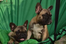 French Bulldog for Sale With Pedigree FCI - from Europe 0