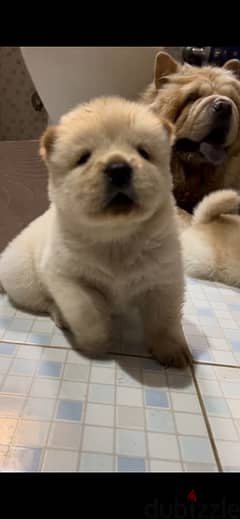 Old Chow Chow Dogs for sale in Cairo dubizzle Egypt OLX