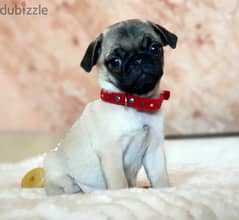 Pug Dog puppy - Super Quality 2 Months