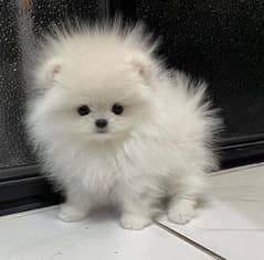 super mini Pomeranian female 0