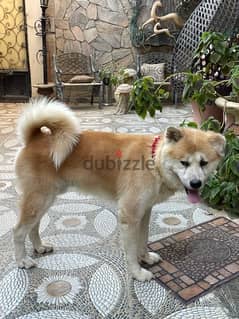 japanese akita dog ( للزواج فقط )