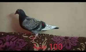 زغلول حمام زاجل (جمعيات)