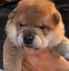 Shiba Inu Bears With Pedigree Males From Russia