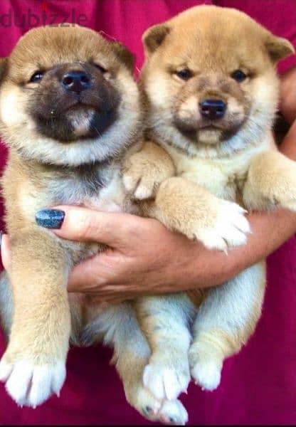 Shiba Inu Bears With Pedigree Males From Russia 2