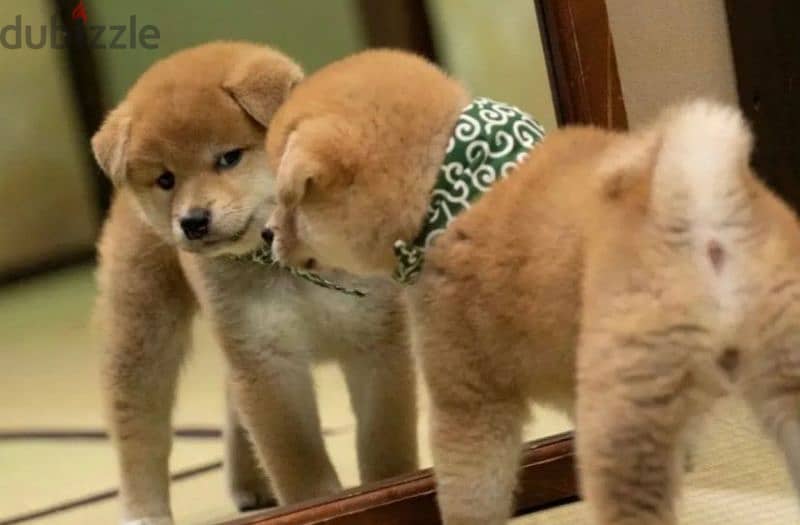 Shiba Inu Bears With Pedigree Males From Russia 3