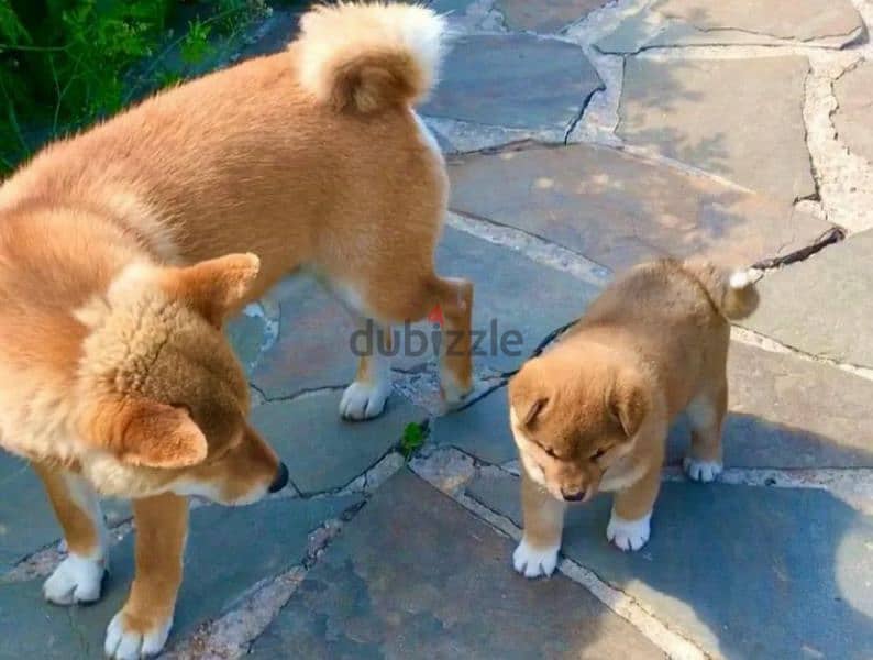 Shiba Inu Bears With Pedigree Males From Russia 4