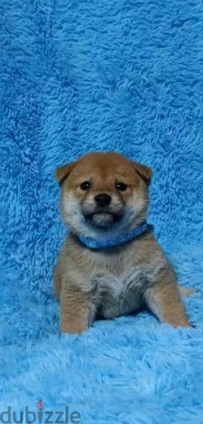 Shiba Inu puppies boys from Russia 1