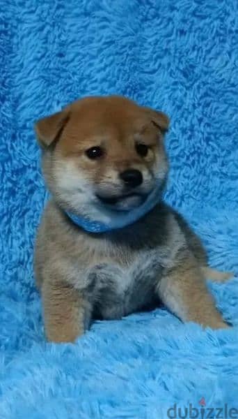 Shiba Inu puppies boys from Russia 4