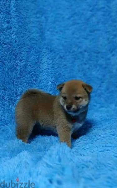 Shiba Inu puppies boys from Russia 5