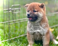 Shiba Inu puppies for reservation from Russia