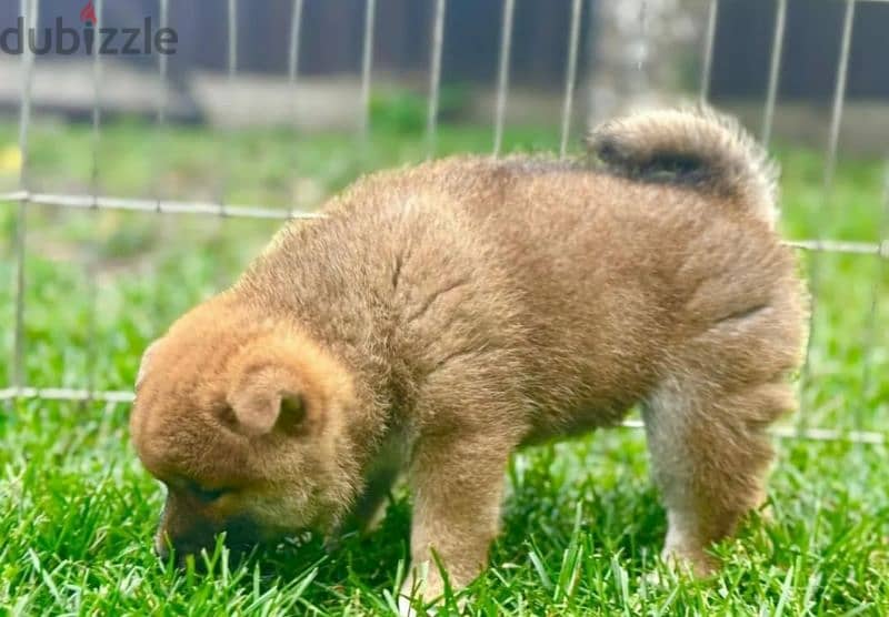 Shiba Inu puppies for reservation from Russia 1