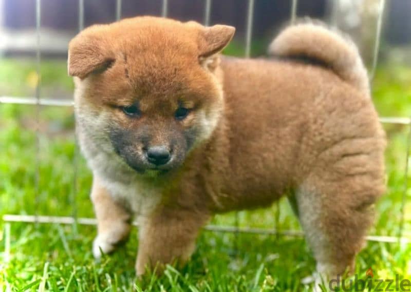 Shiba Inu puppies for reservation from Russia 3