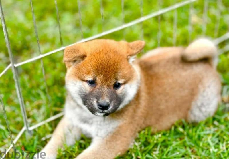 Shiba Inu puppies for reservation from Russia 4