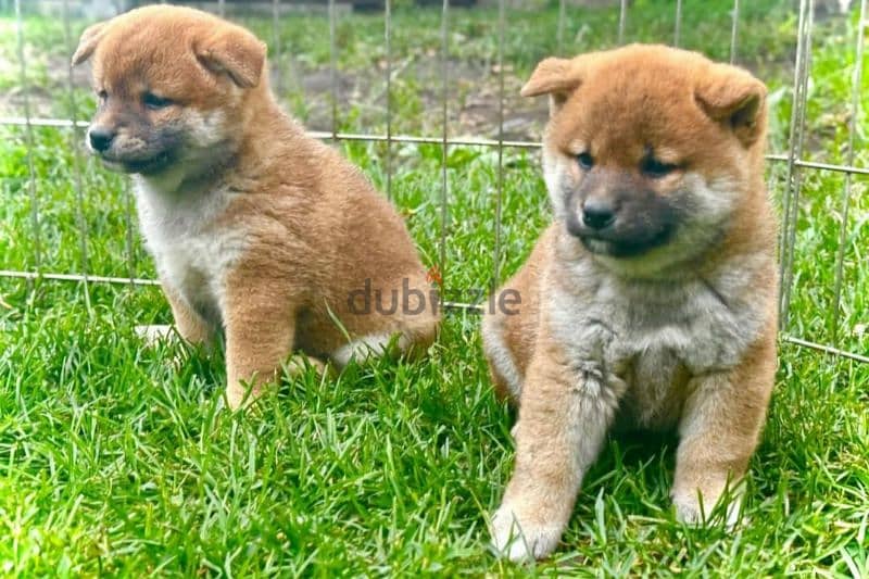 Shiba Inu puppies for reservation from Russia 5