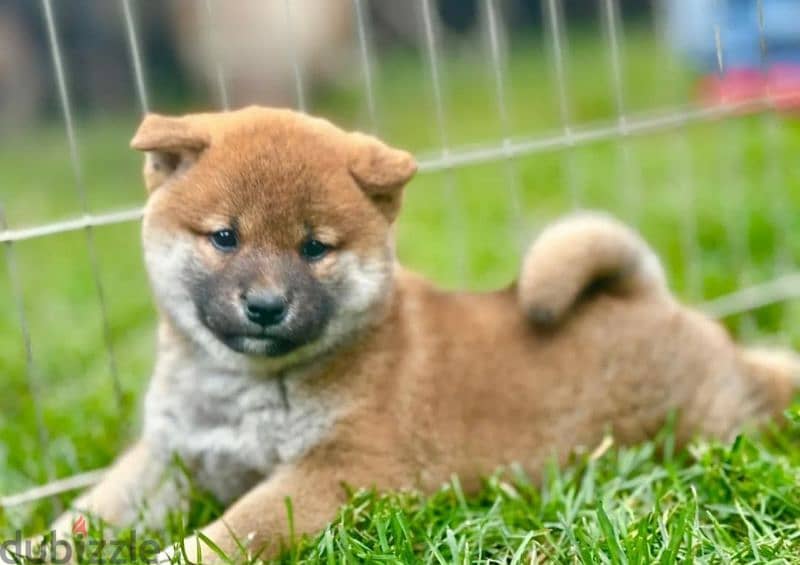 Shiba Inu puppies for reservation from Russia 6