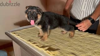 German shepherd puppies 0