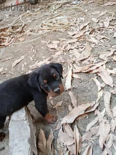 Purebred Rottweiler Puppies for Sale/جراء روتويلر أصيلة للبيع 0