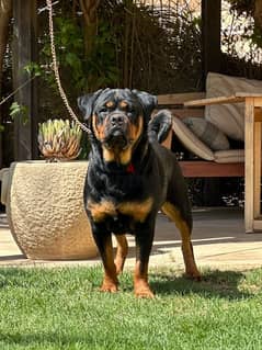 روت وايلر Rottweiler 0