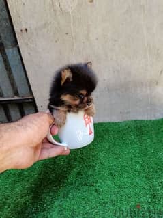 male Pomeranian ty cup black and tan 0