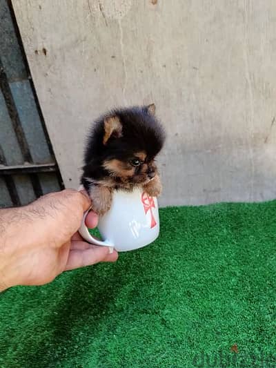 male Pomeranian ty cup black and tan