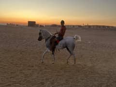 pure arabian mare For sell with papers in hurghada