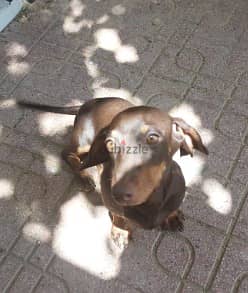 Mini dachhund for sale 0