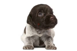 Deutsch Griffon Puppy 0