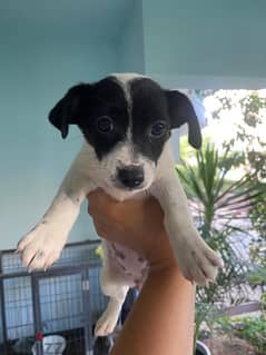 Purebred Jack Russell Female Puppy جاك راسل كلب الأصيل