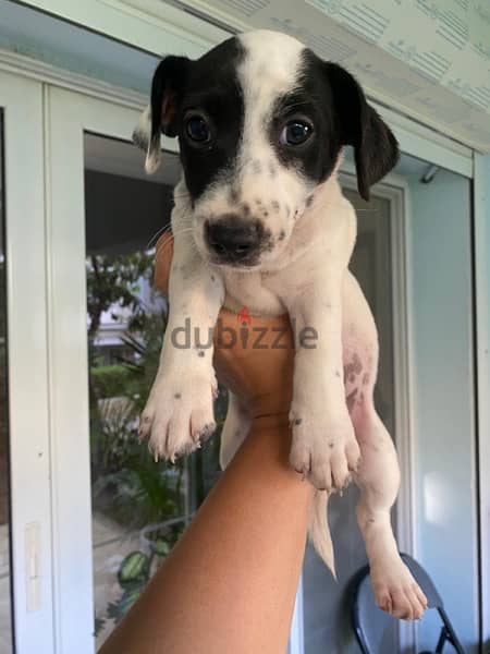 Purebred Jack Russell Female Puppy جاك راسل كلب الأصيل 1