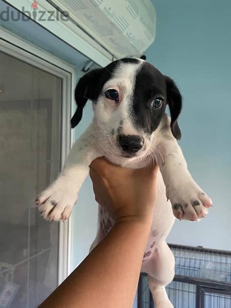 Purebred Jack Russell Female Puppy جاك راسل كلب الأصيل 2