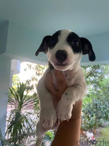 Purebred Jack Russell Female Puppy جاك راسل كلب الأصيل 3