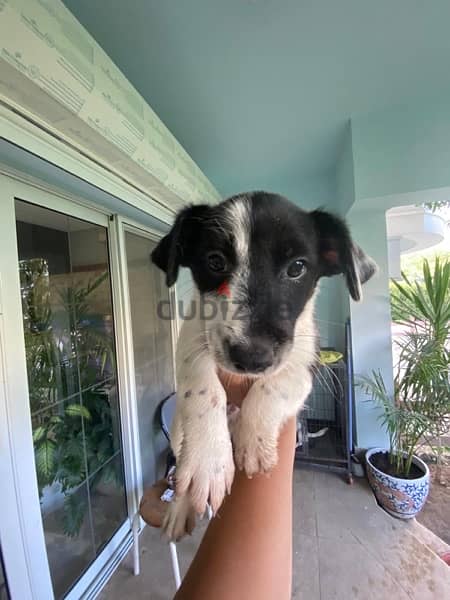 Purebred Jack Russell Female Puppy جاك راسل كلب الأصيل 4