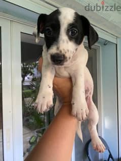 Purebred Jack Russell Male Puppies جاك راسل كلب الأصيل