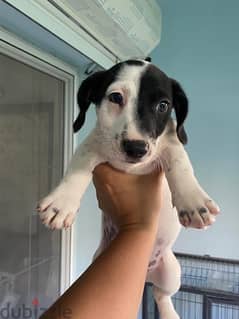 Purebred Jack Russell Male Puppies جاك راسل كلب الأصيل 0