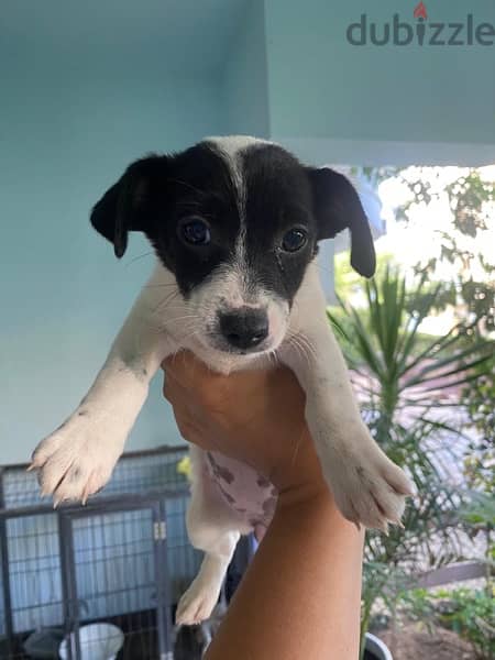 Purebred Jack Russell Male Puppies جاك راسل كلب الأصيل 4