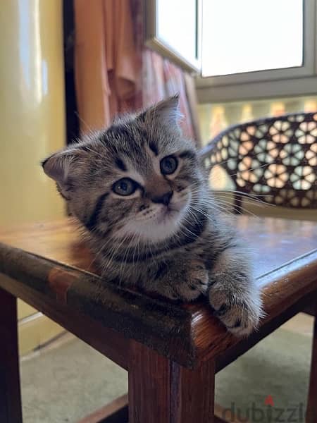 Scottish fold قط سكوتش فولد 1