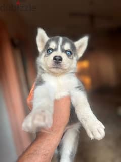 husky