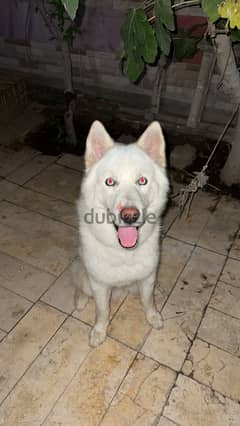 Serbian White husky blue eyes 0