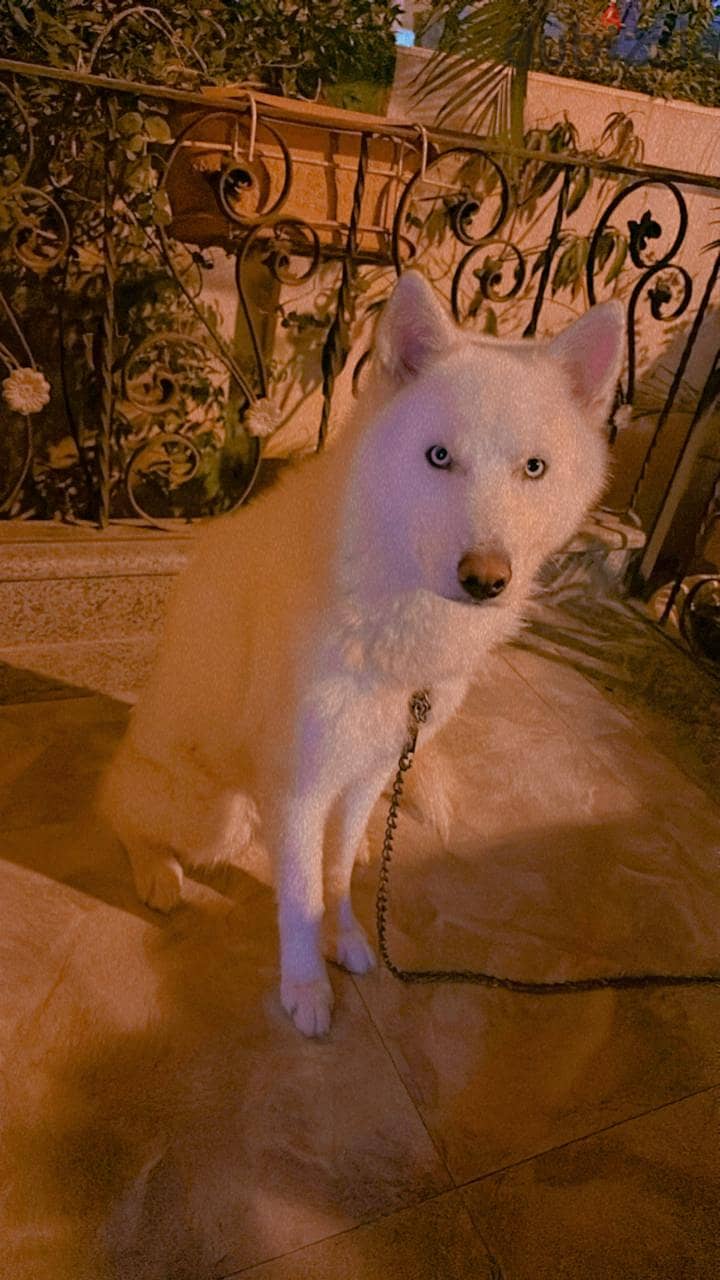 Serbian White husky blue eyes 3