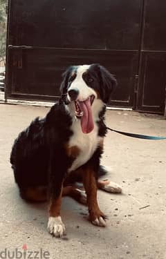 mountain Bernese female