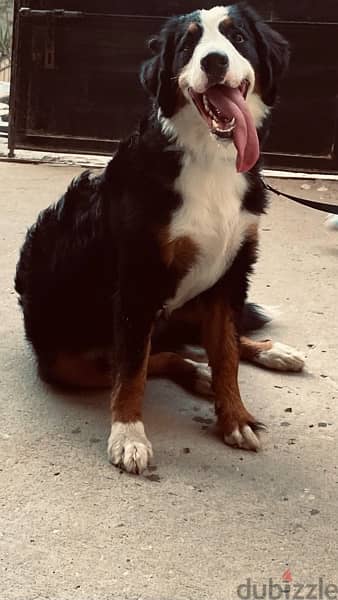 mountain Bernese female 1